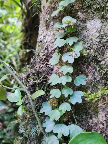Passiflora lancearia image