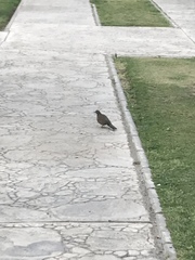 Streptopelia senegalensis