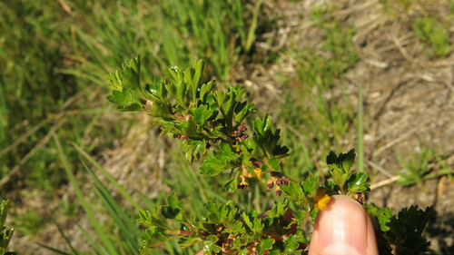 Ribes cucullatum (Ribes cucullatum)
