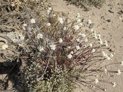 Chaenactis fremontii