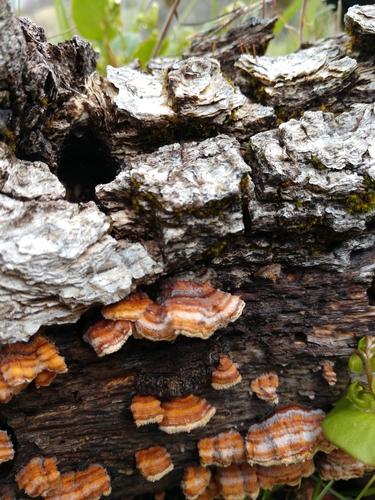 iNaturalist observation photo of hairy curtain crust