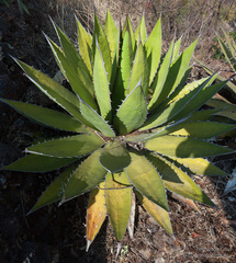 Agave horrida