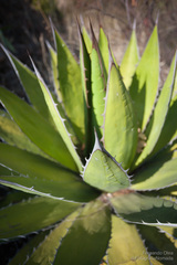 Agave horrida