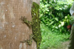 Enyalioides oshaughnessyi