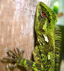 Enyalioides oshaughnessyi