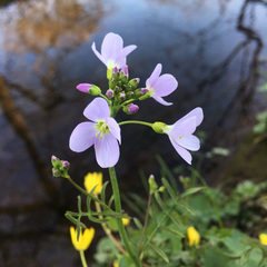 Cardamine pratensis