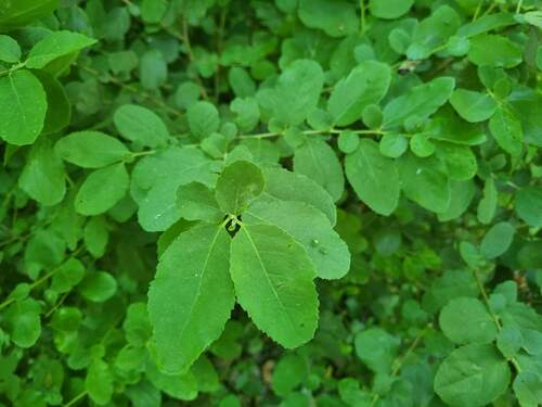 Azara dentata (Azara dentata)