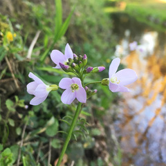 Cardamine pratensis