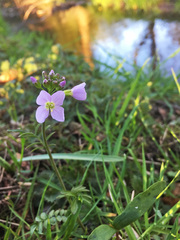 Cardamine pratensis