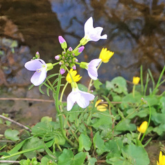 Cardamine pratensis