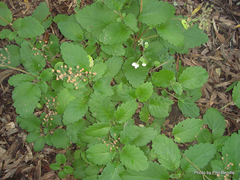 Jovellana sinclairii