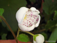 Jovellana sinclairii