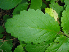 Jovellana sinclairii