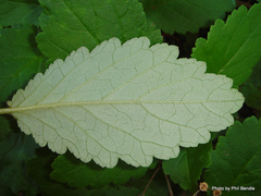 Jovellana sinclairii