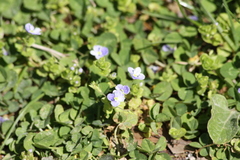 Veronica filiformis