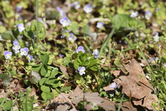 Veronica filiformis