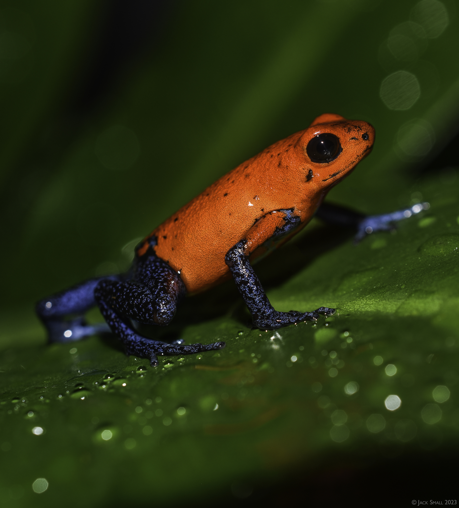Strawberry Poison Dart Frog (Oophaga pumilio) · iNaturalist
