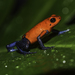 Strawberry Poison Dart Frog - Photo (c) Jackcsmall, some rights reserved (CC BY-SA)
