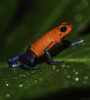 Strawberry Poison Dart Frog - Photo (c) Jackcsmall, some rights reserved (CC BY-SA)