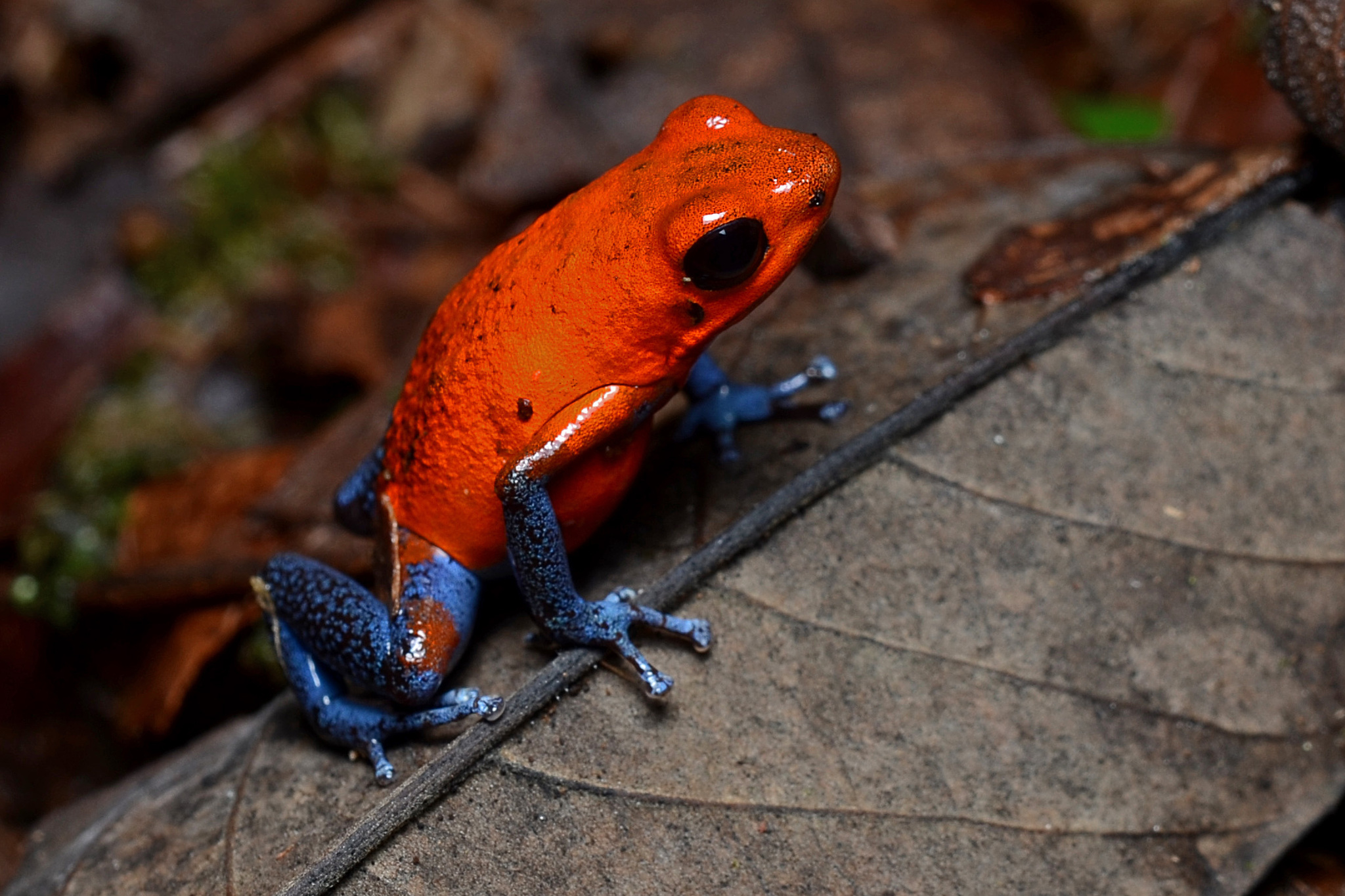 Strawberry Poison Dart Frog (Oophaga pumilio) · iNaturalist