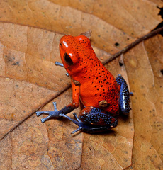 Strawberry Poison-Dart Frog photo 4