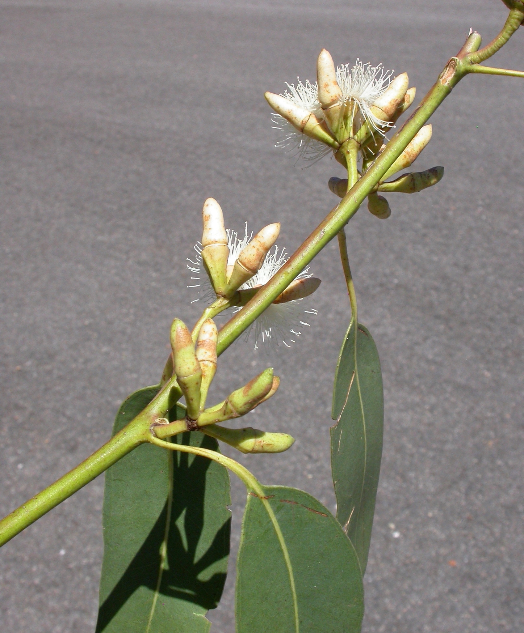 Eucalyptus bancroftii