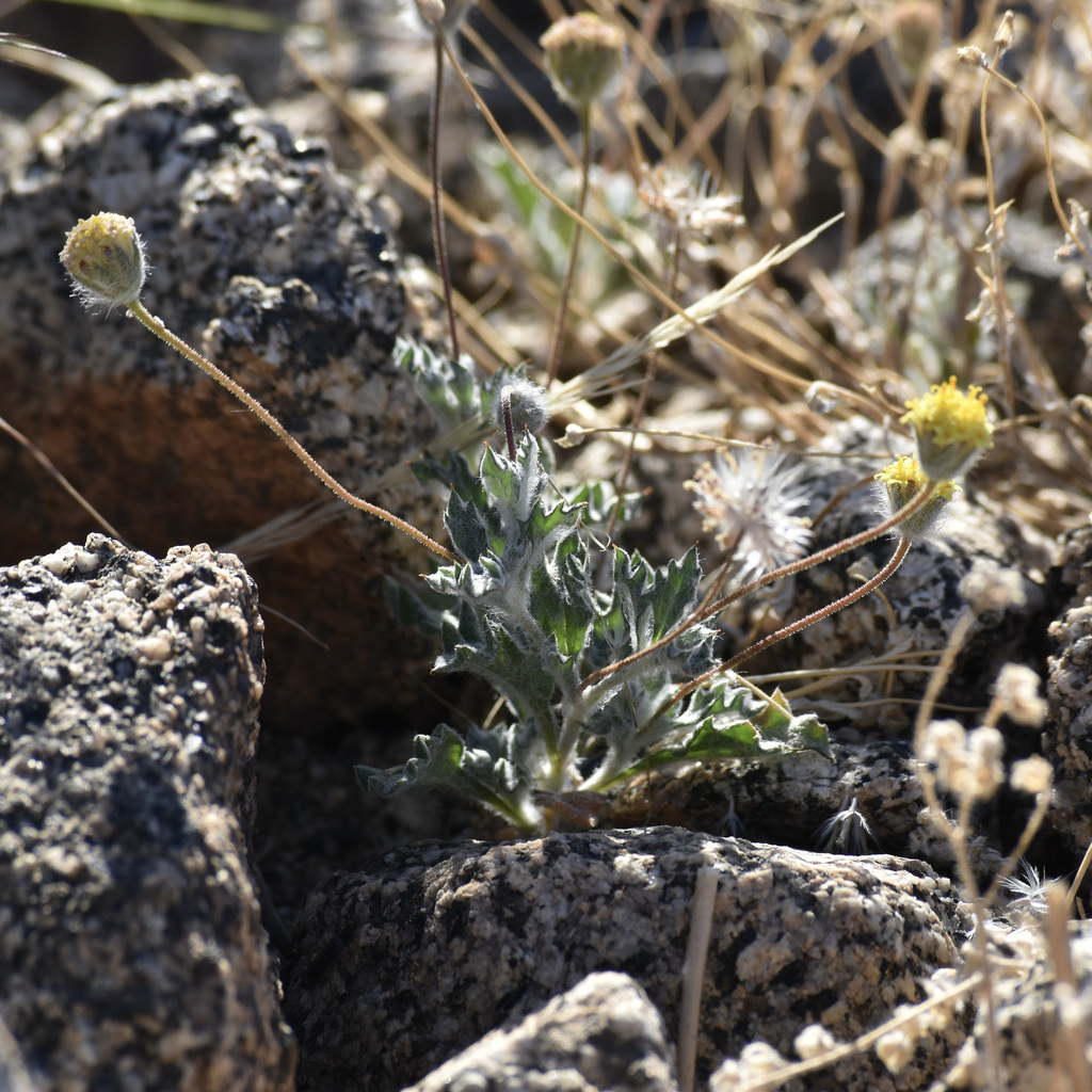 yellowhead from Santa Rosa and San Jacinto Mountains National Monument