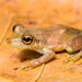 Olive Snouted Tree Frog - Photo (c) John P Clare, some rights reserved (CC BY-NC-ND)