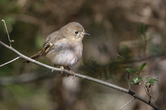 Pink Robin photo 4