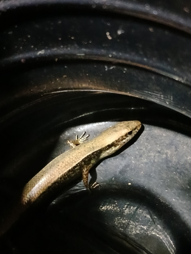 Forbe’s Forest Ground Skink, Scincella forbesorum