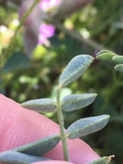 Astragalus lentiginosus nigricalycis