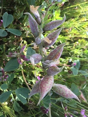 Astragalus lentiginosus nigricalycis