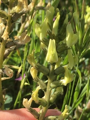 Astragalus lentiginosus nigricalycis