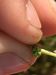 Plagiobothrys canescens canescens