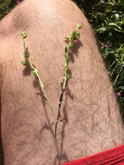 Plagiobothrys canescens canescens