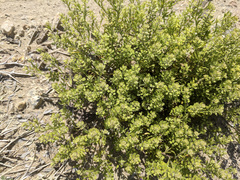 Lepidium lasiocarpum