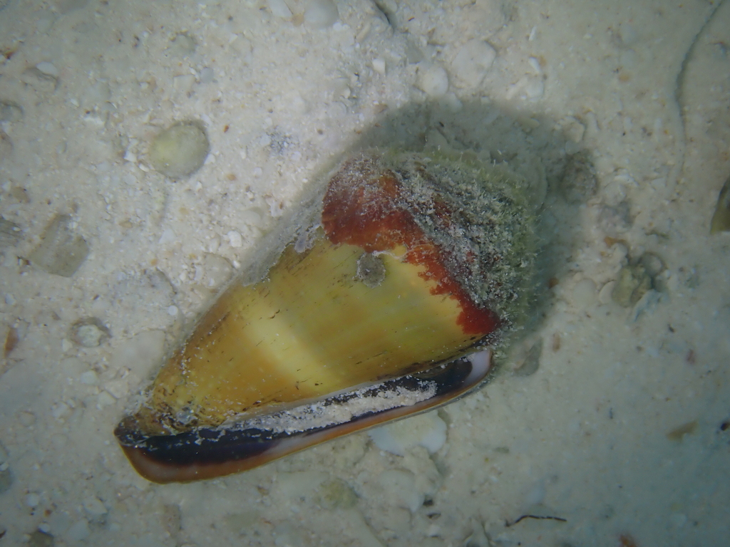 Livid cone