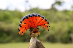 Royal Flycatcher photo 3