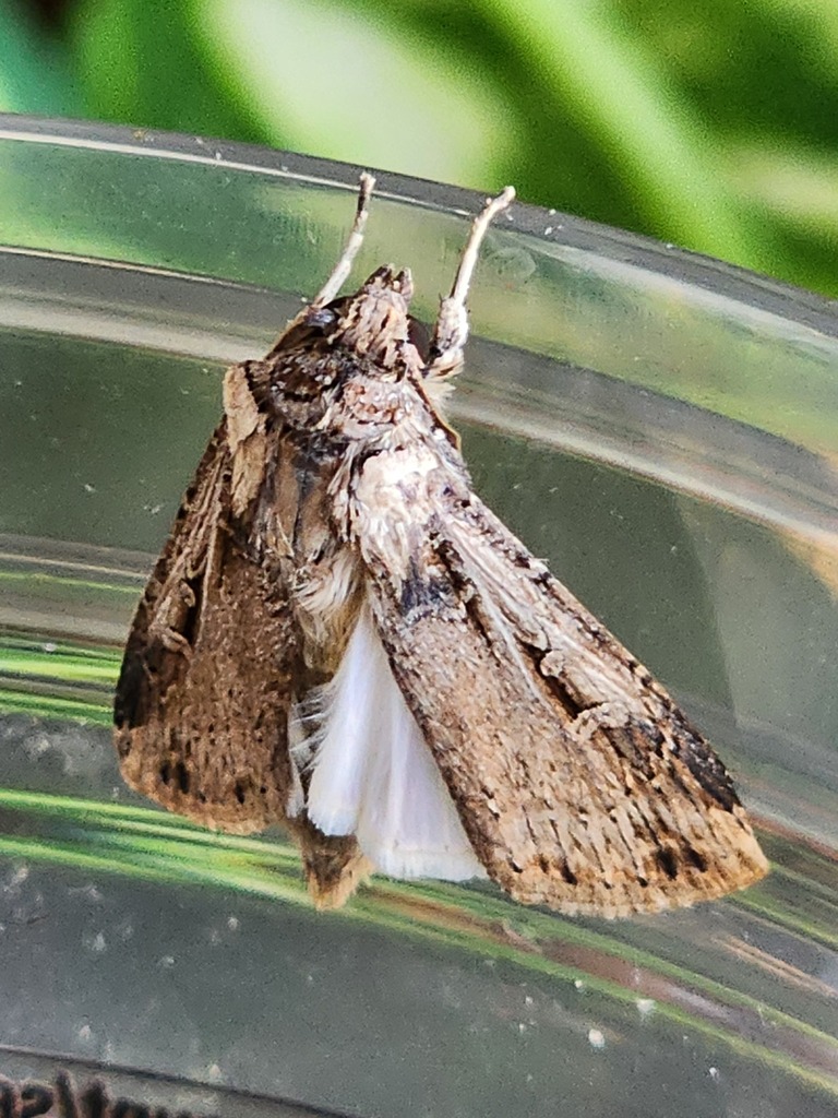 Subterranean Dart from Corona, CA, USA on December 4, 2023 at 0338 PM