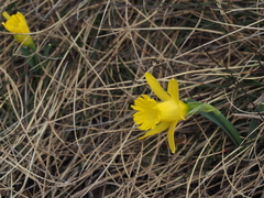 Narcissus cuneiflorus