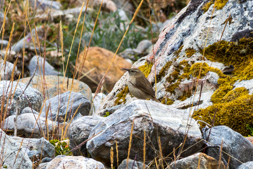 Streak-throated Canastero (Asthenes humilis), photo 10