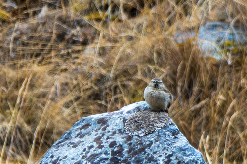 Streak-throated Canastero (Asthenes humilis), photo 7