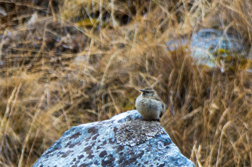 Streak-throated Canastero (Asthenes humilis), photo 9