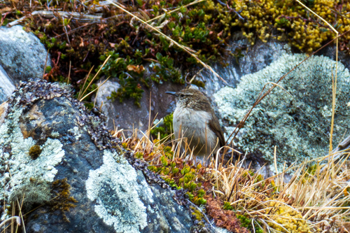 Streak-throated Canastero (Asthenes humilis), photo 6