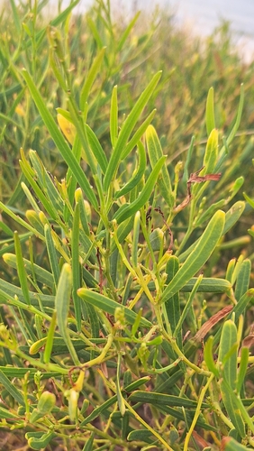 Image of Acacia cupularis by no rights reserved
