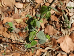 Abutilon trisulcatum