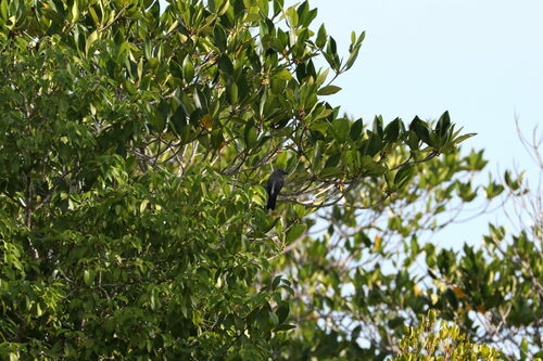 White-rumped Cuckooshrike (Coracina leucopygia), photo 6