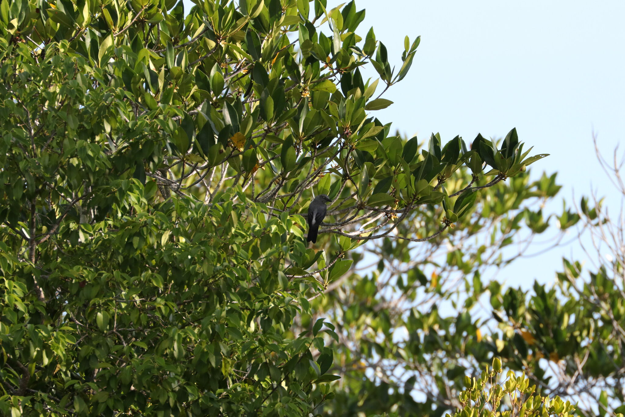 White-rumped Cuckooshrike (Coracina leucopygia), photo 7