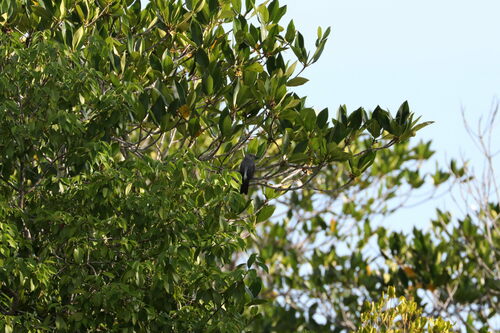 White-rumped Cuckooshrike (Coracina leucopygia), photo 7