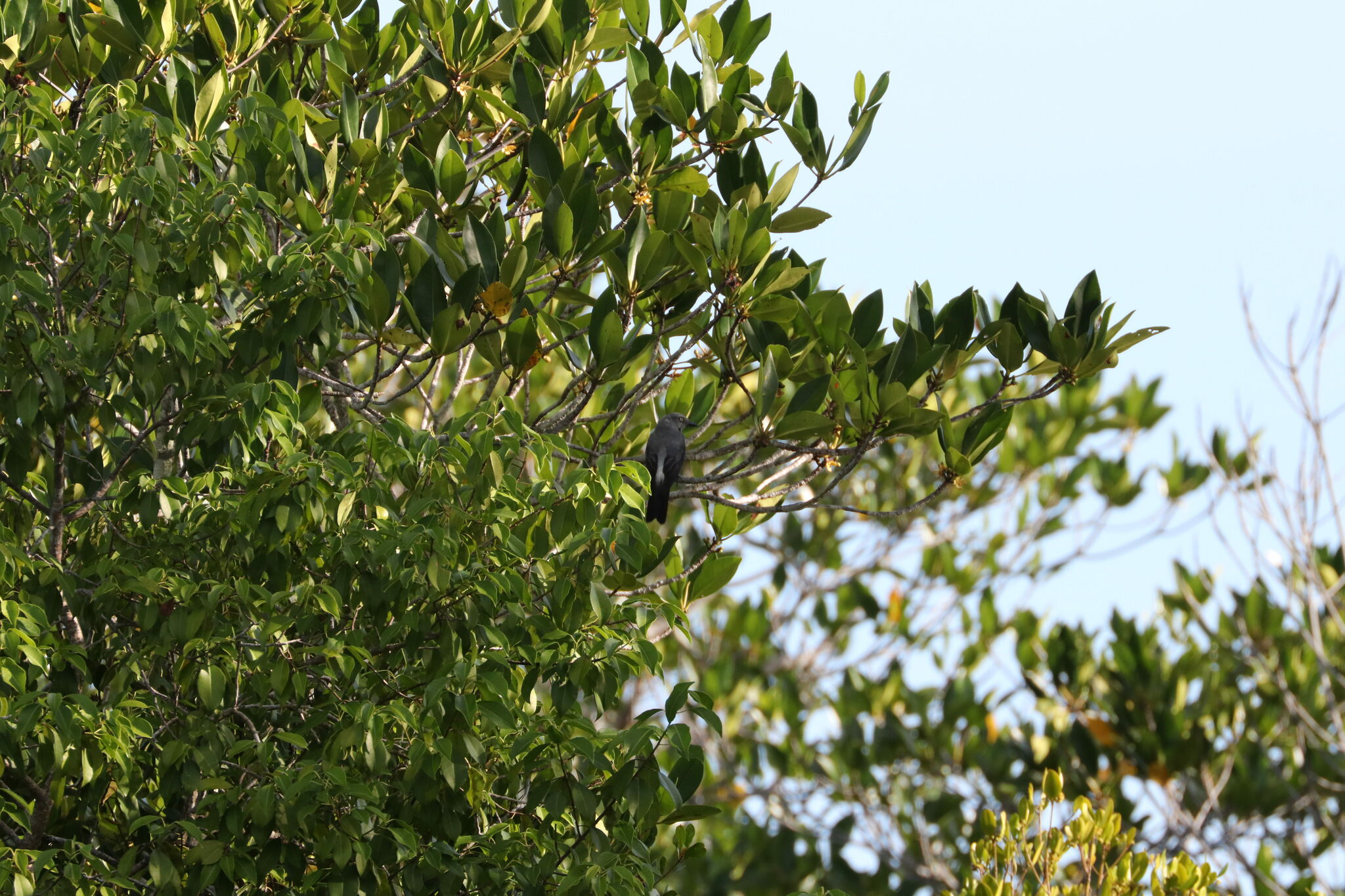 White-rumped Cuckooshrike (Coracina leucopygia), photo 8